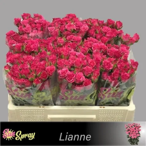 Gül Çardak Pembe 40cm / R 10 LU DAL FİYATI