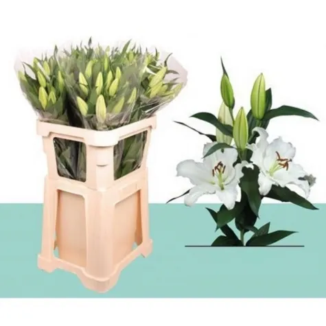 Lilyum Beyaz 75cm 10 LU DAL FİYATI