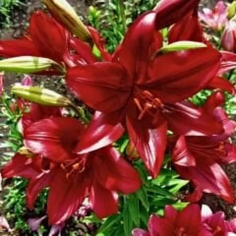 Lilyum Kırmızı 75cm 10 LU DAL FİYATI
