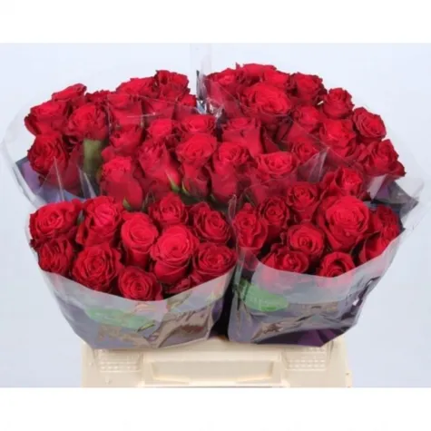 İthal Gül Kırmızı 50 cm Rhodos (10 dal) | İthal Gül  10 LU DAL FİYATI