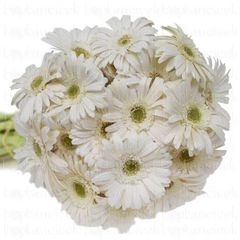 GERBERA BEYAZ 20 Lİ DAL FİYATI