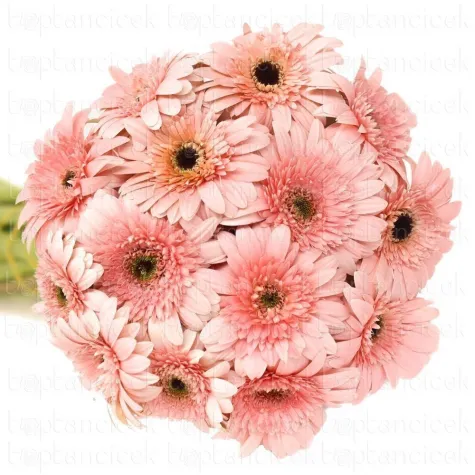 GERBERA PEMBE 20 Lİ DAL FİYATI