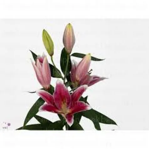 Lilyum PEMBE 75cm 10 LU DAL FİYATI