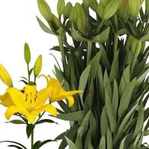 Lilyum Sarı 75cm 10 LU DAL FİYATI