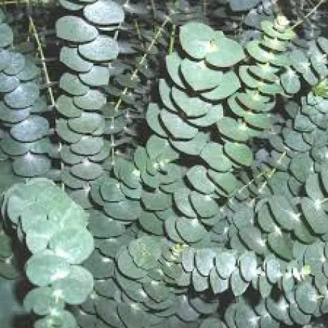 OKALİPTUS DEMET