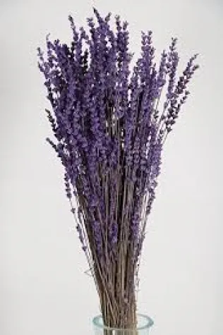 LAVANTA ŞOKLU DEMET