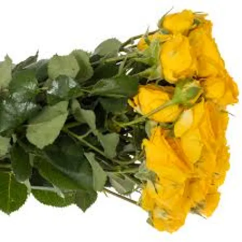 Gül Çardak Sarı 40cm / R 10 LU DAL FİYATI