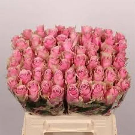 Gül Pembe 40cm / R Gr Athena Royale 10 LU DAL FİYATI