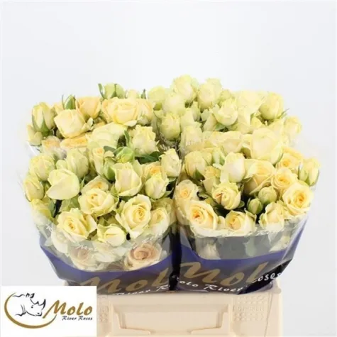 Gül Çardak Krem 50cm / R Tr Sancerre / Mzurrie Maji   10 LU DAL FİYATI