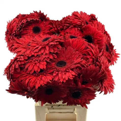 GERBERA KIRMIZI 20 Lİ DAL FİYATI