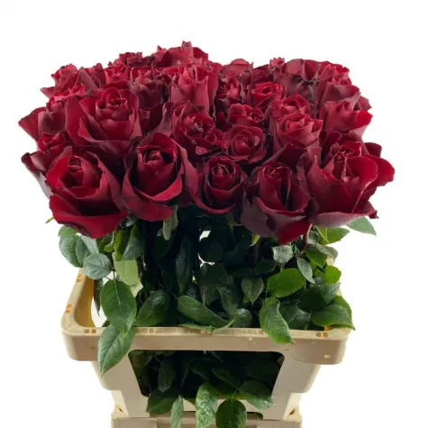 yerli kırmızı gül 40-45 cm 20 Lİ DAL FİYATI
